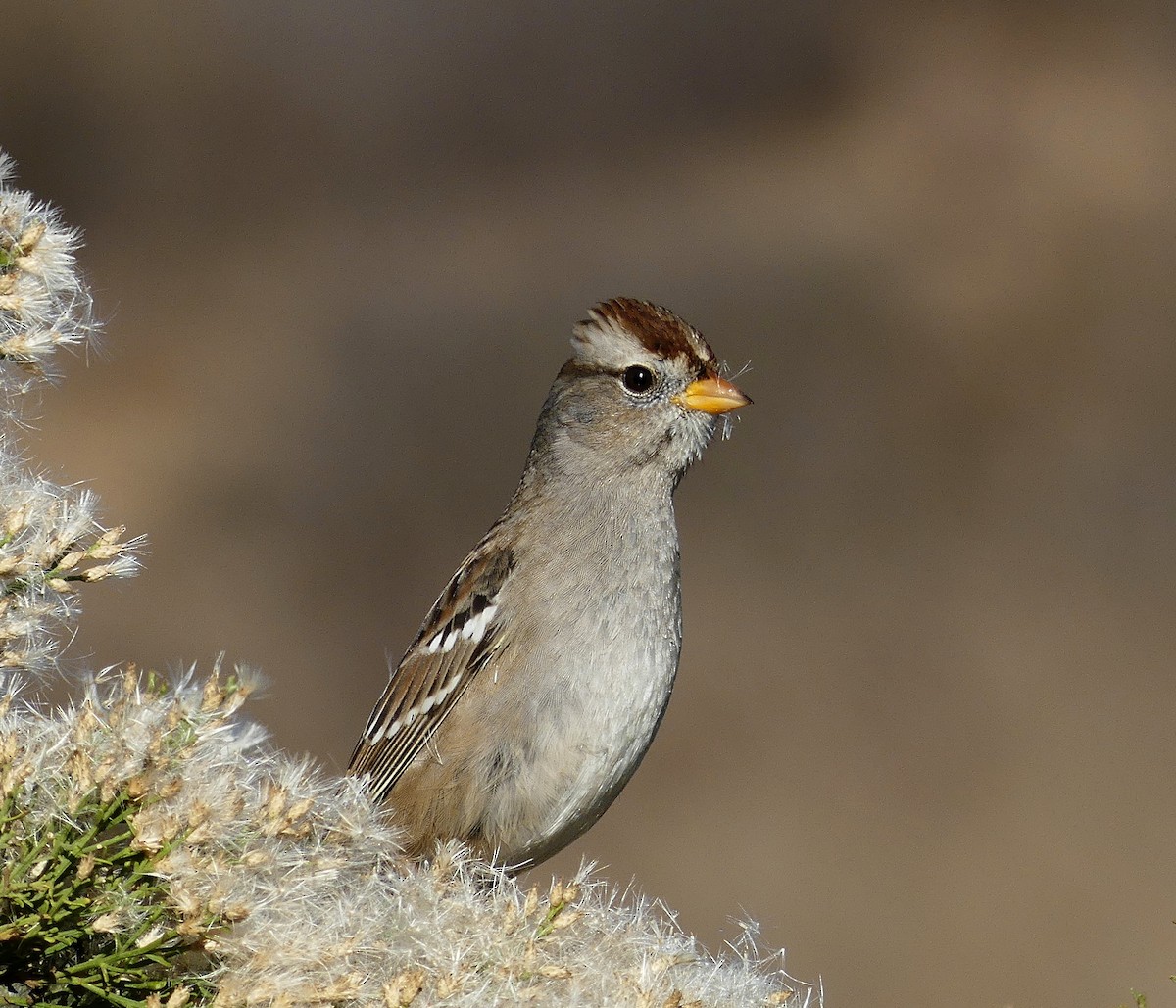 White-crowned Sparrow - Brett Badeaux