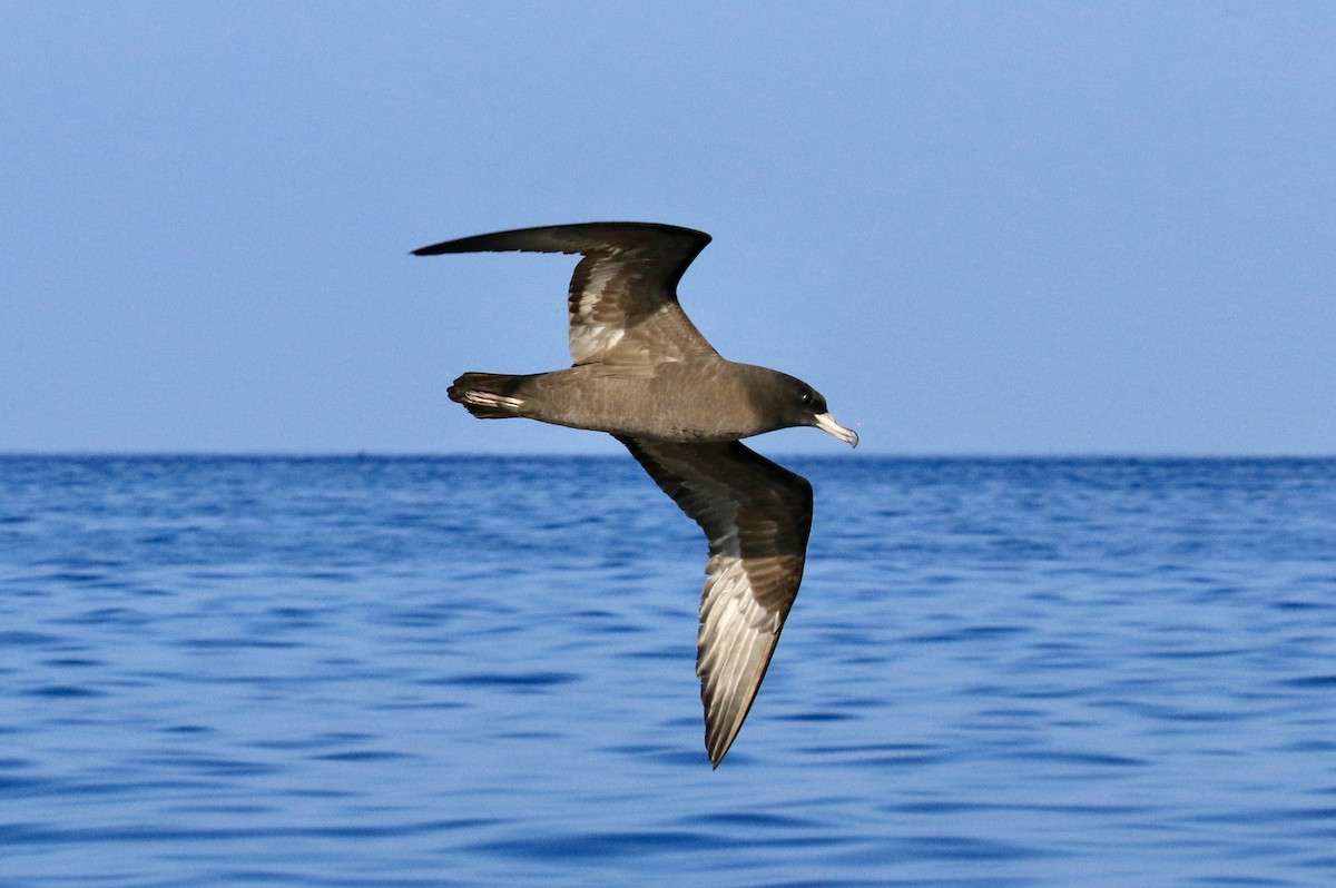 Flesh-footed Shearwater - ML76957551