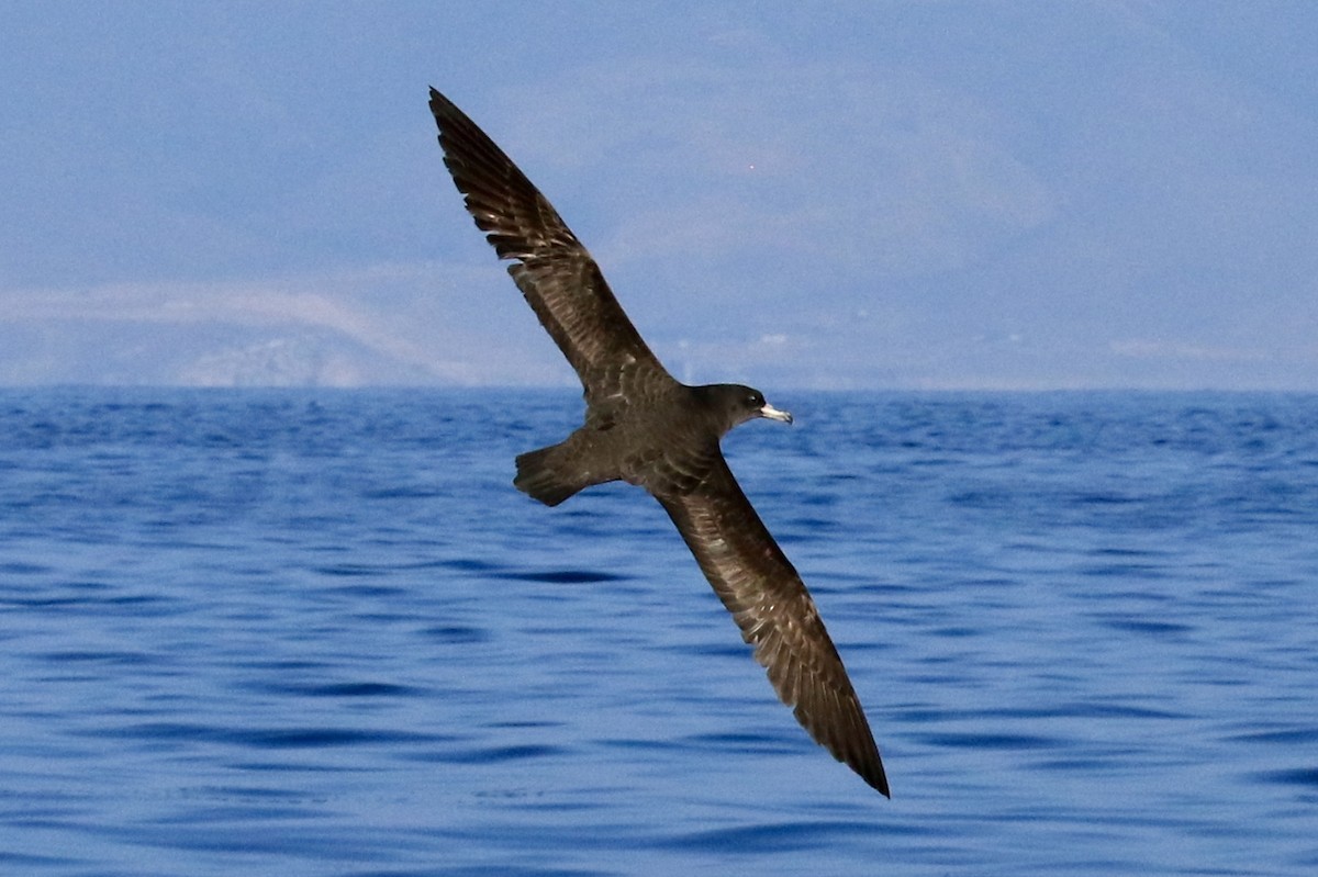 Flesh-footed Shearwater - ML76957611