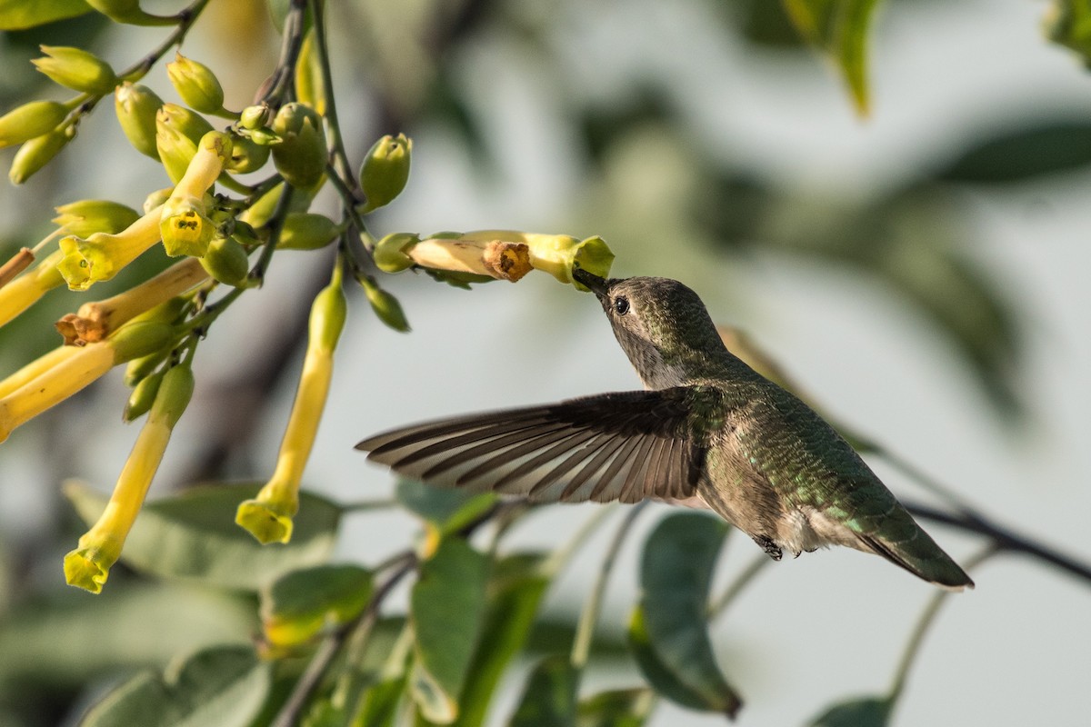 Anna's Hummingbird - ML76959751