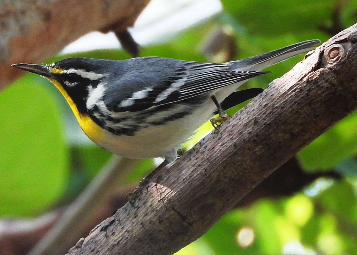Yellow-throated Warbler - ML76961251