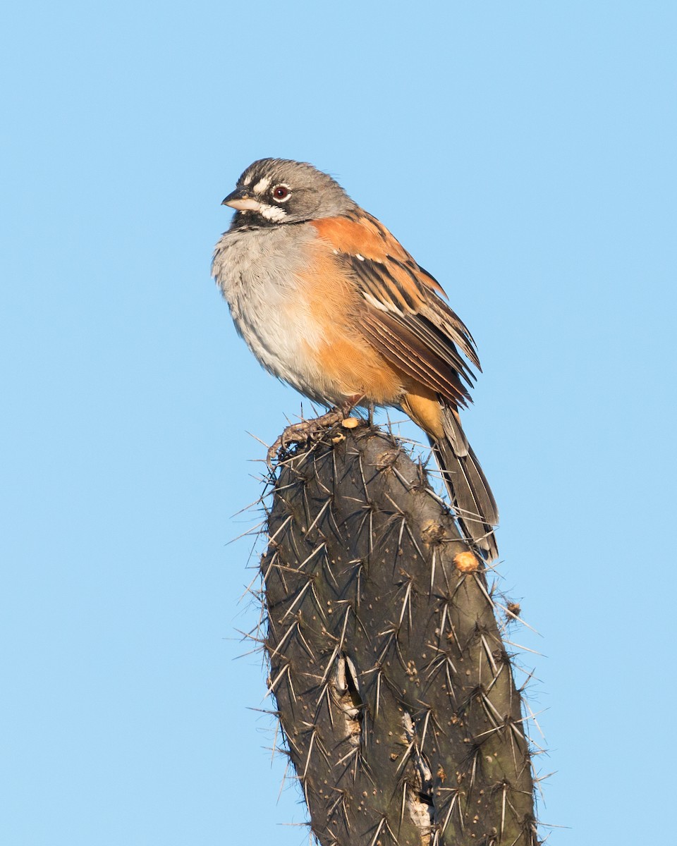 Bridled Sparrow - ML76963301