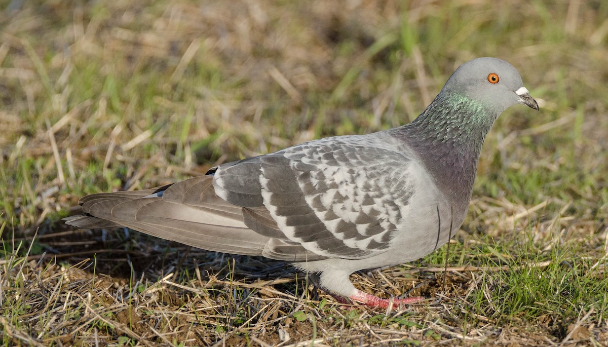 Rock Pigeon (Feral Pigeon) - Margaret & Fred Parkes