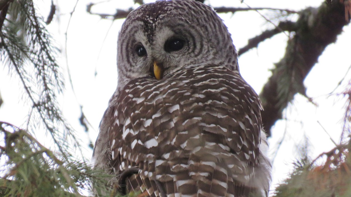 Barred Owl - ML76964131