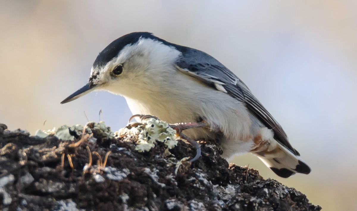 White-breasted Nuthatch - ML76964251