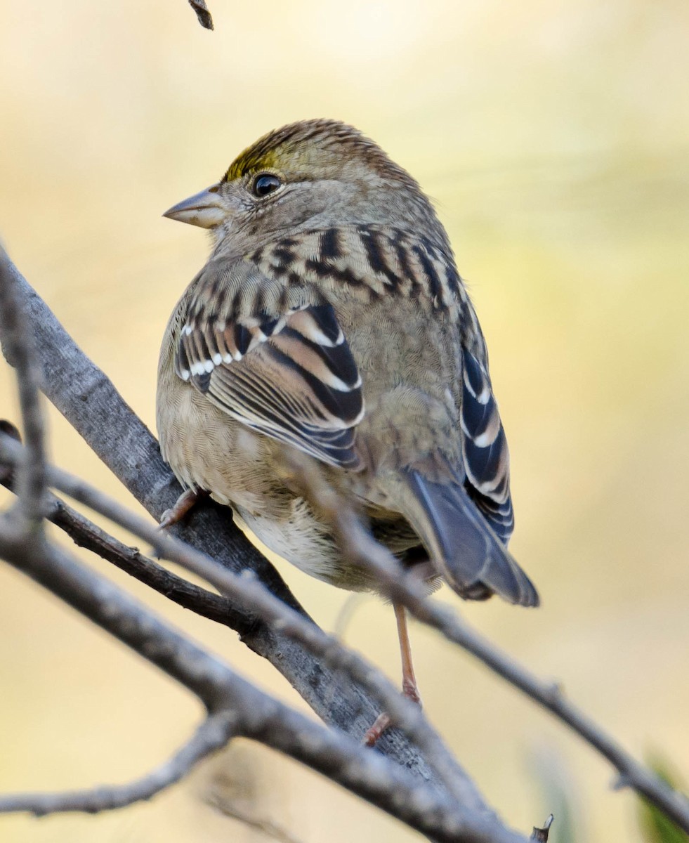 Golden-crowned Sparrow - ML76964301