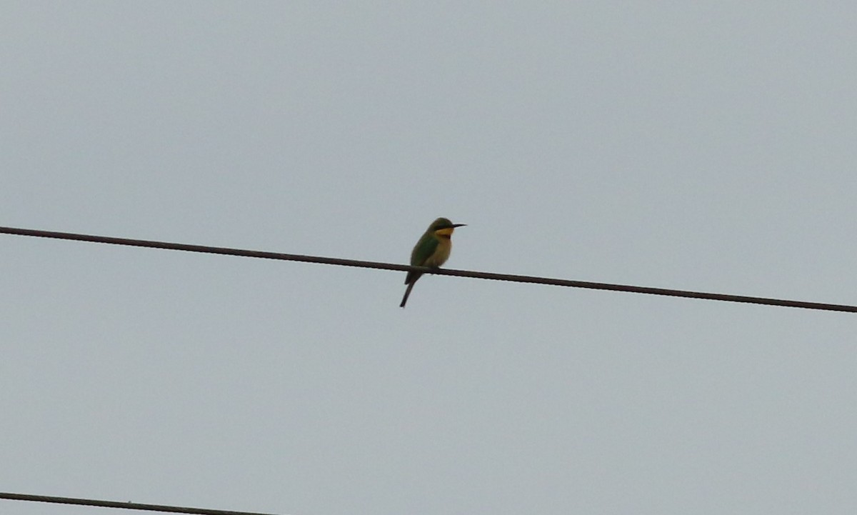 Little Bee-eater - Alexandre Hespanhol Leitão