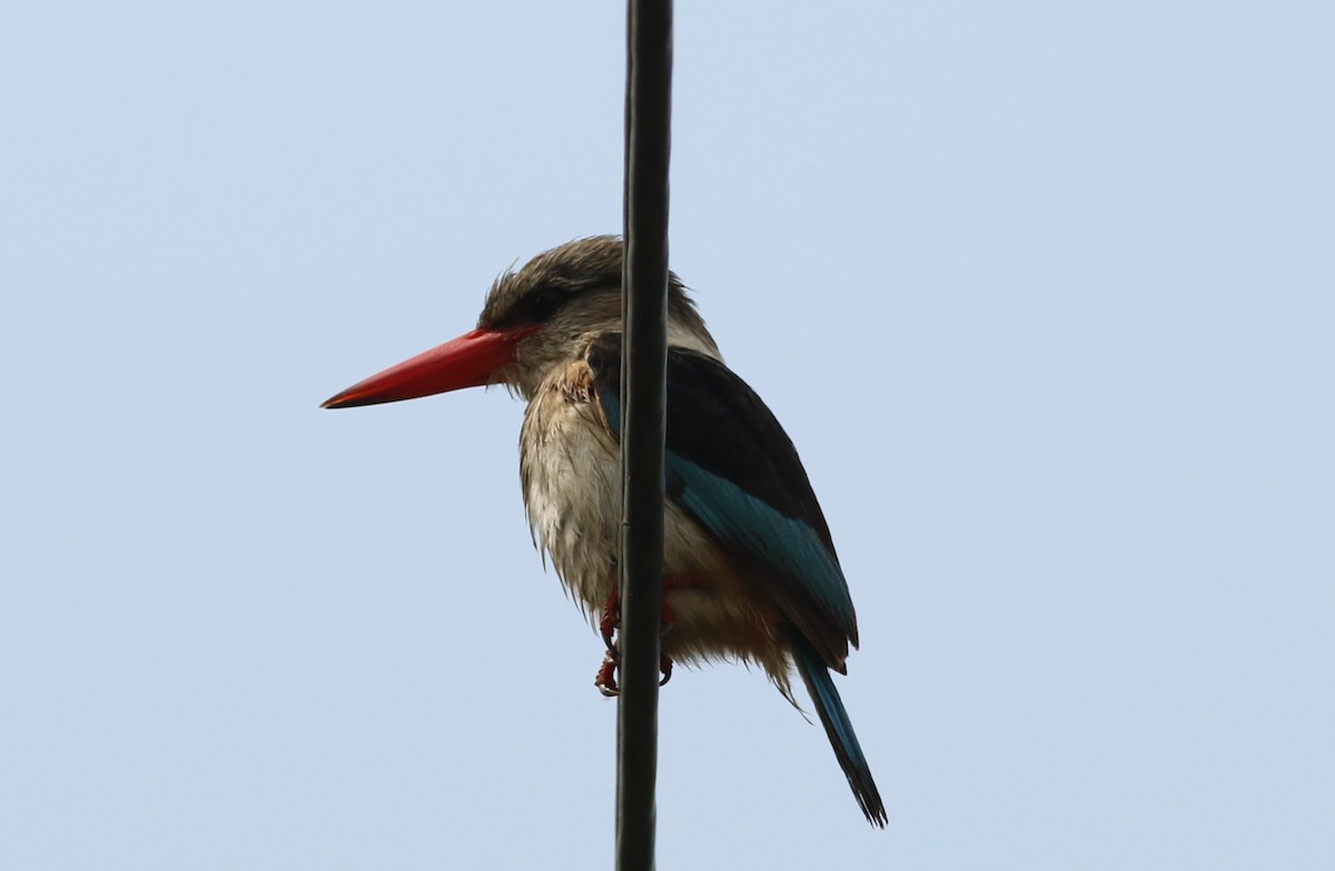Brown-hooded Kingfisher - Alexandre Hespanhol Leitão