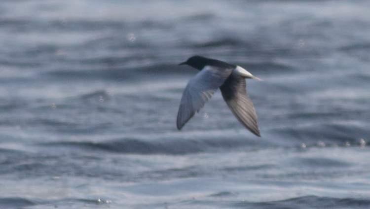 White-winged Tern - Ali Atahan