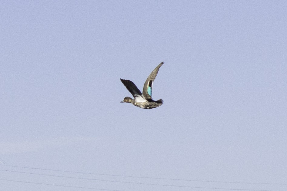 Green-winged Teal - ML76967721