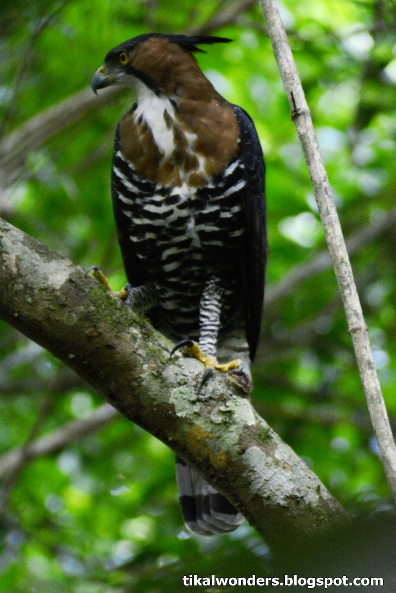 Ornate Hawk-Eagle - Elías  Salvatierra