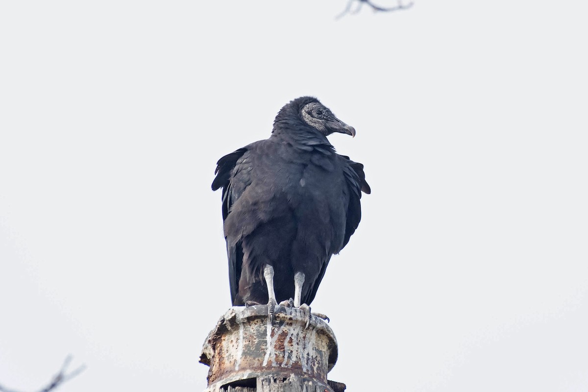 Black Vulture - William Batsford