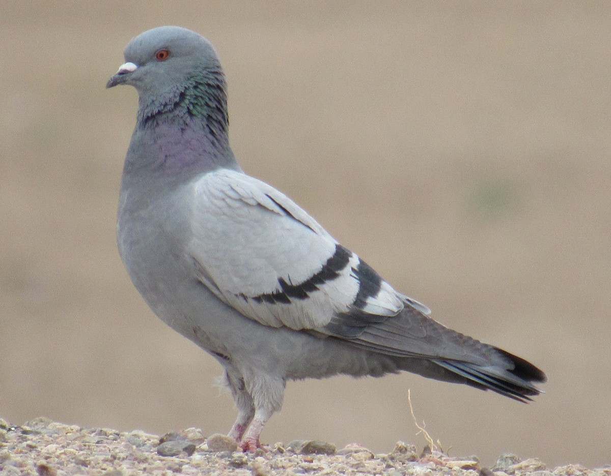 Rock Pigeon (Feral Pigeon) - ML76973851