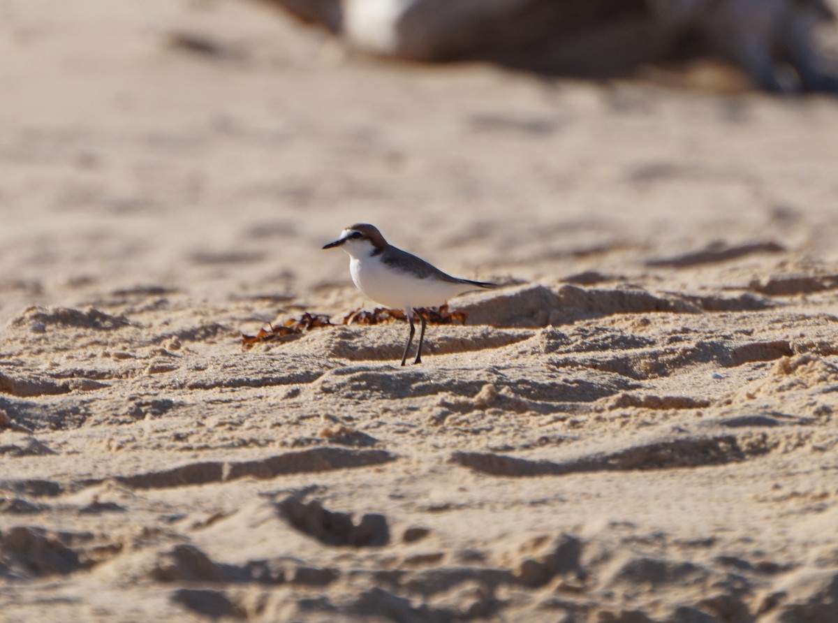 Red-capped Plover - ML76974031