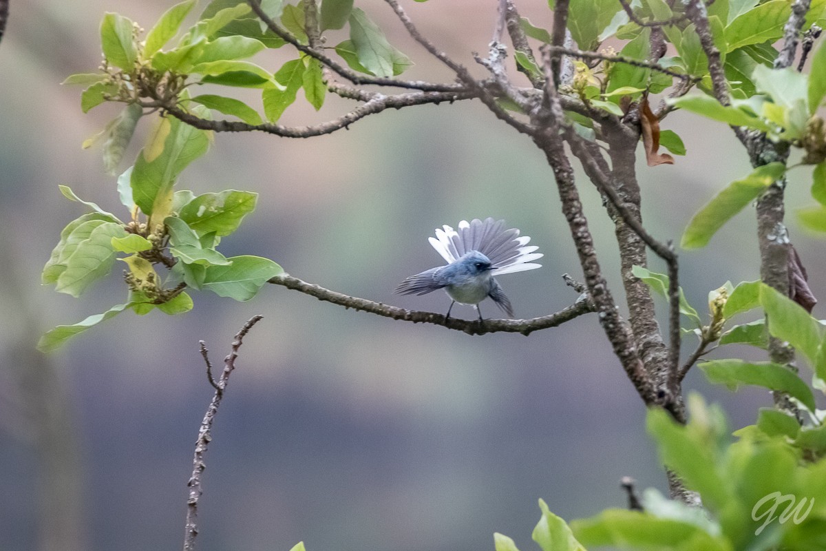 White-tailed Blue Flycatcher - Honza Grünwald