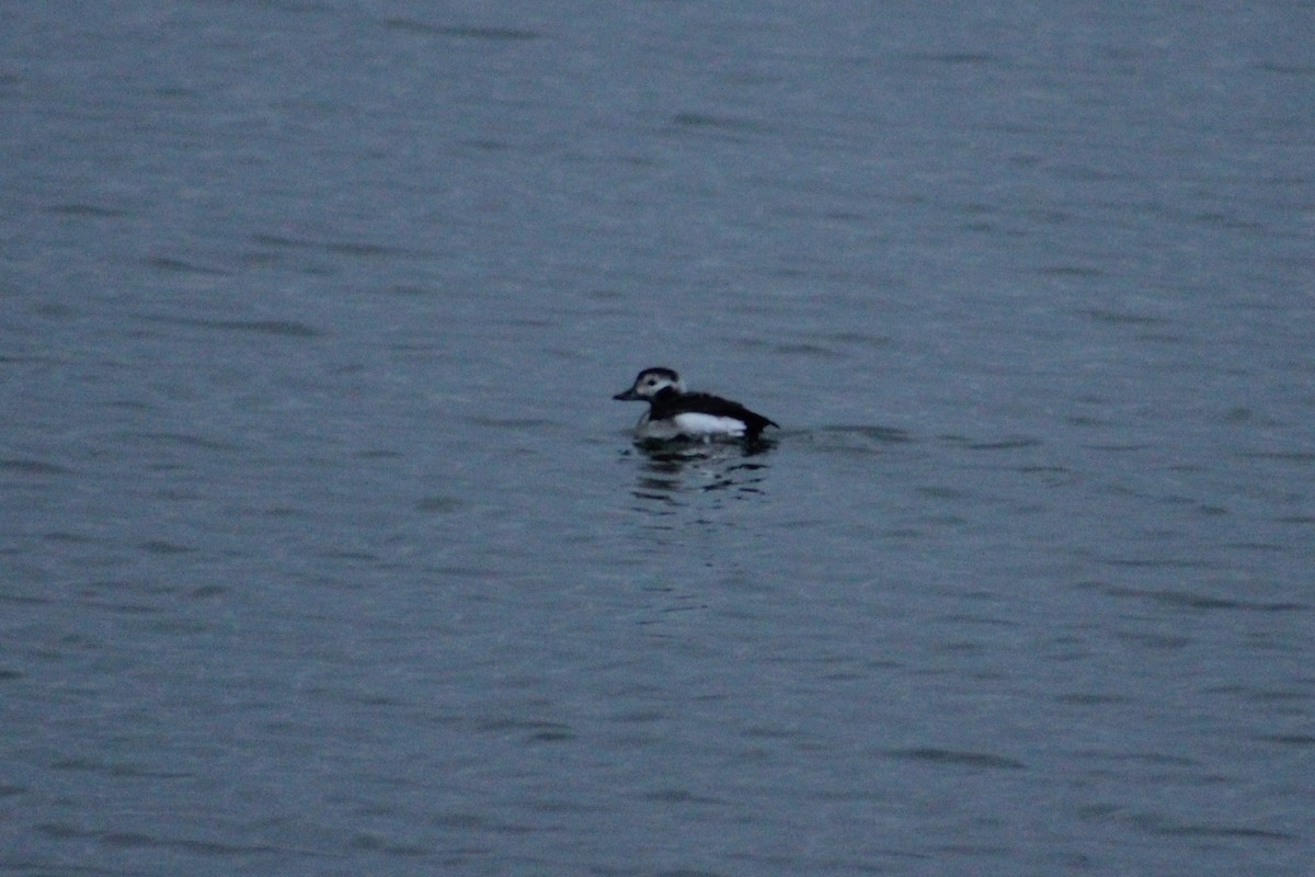 Long-tailed Duck - ML76979311