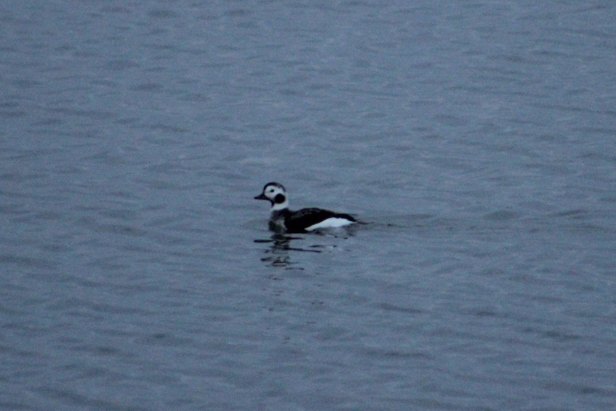 Long-tailed Duck - ML76979331