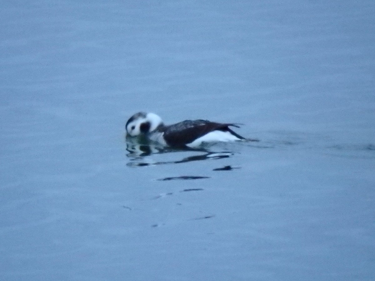 Long-tailed Duck - ML76979531