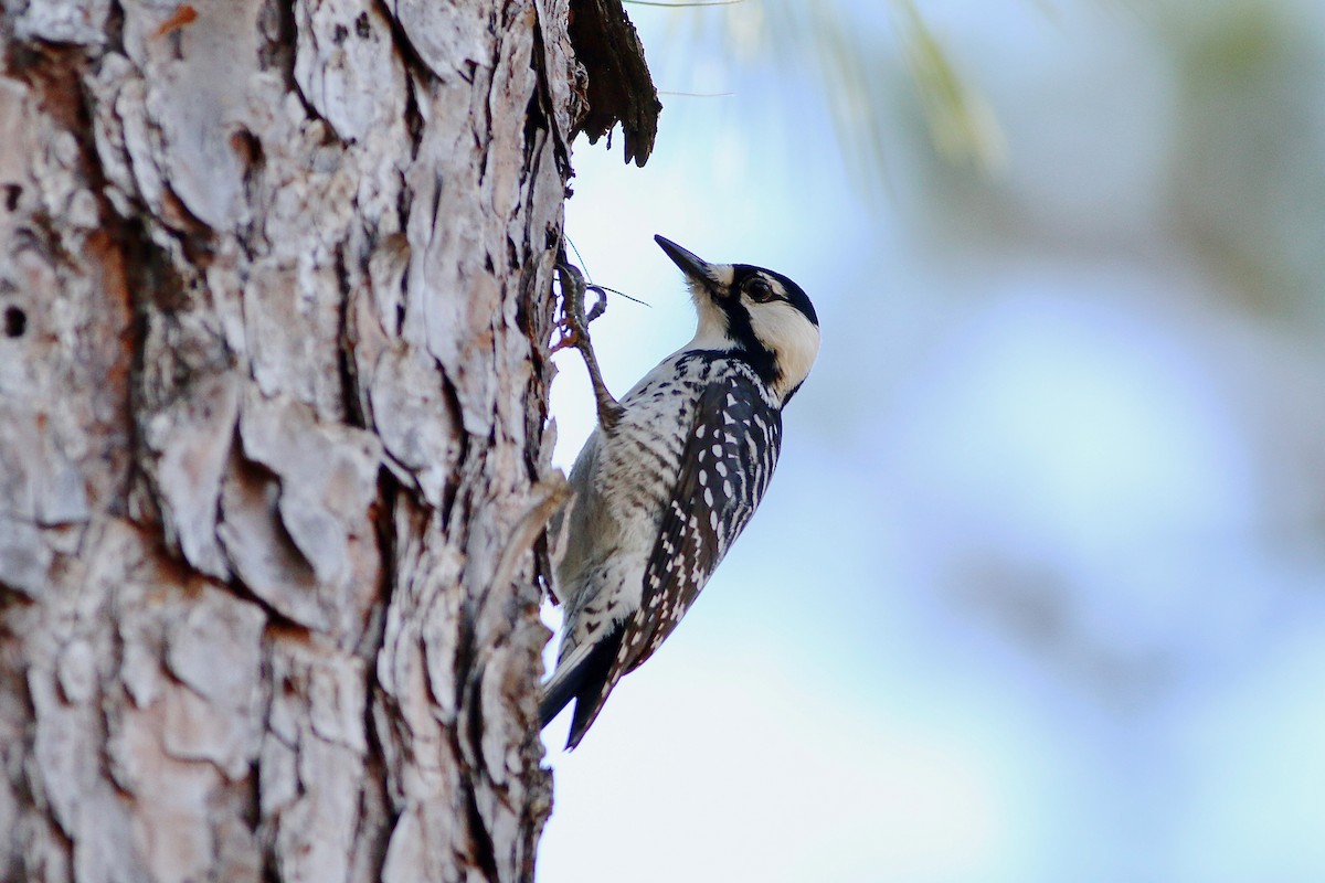 Red-cockaded Woodpecker - Jeff O'Connell