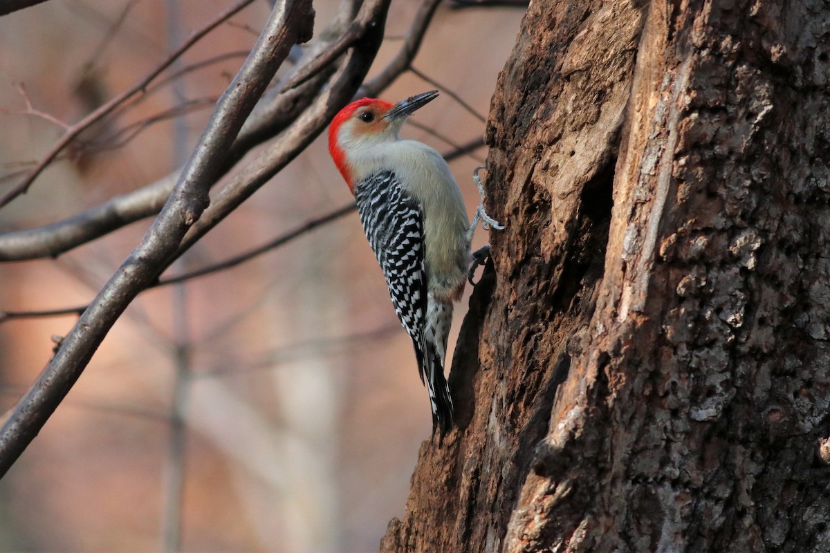 Red-bellied Woodpecker - Brendan  Fogarty