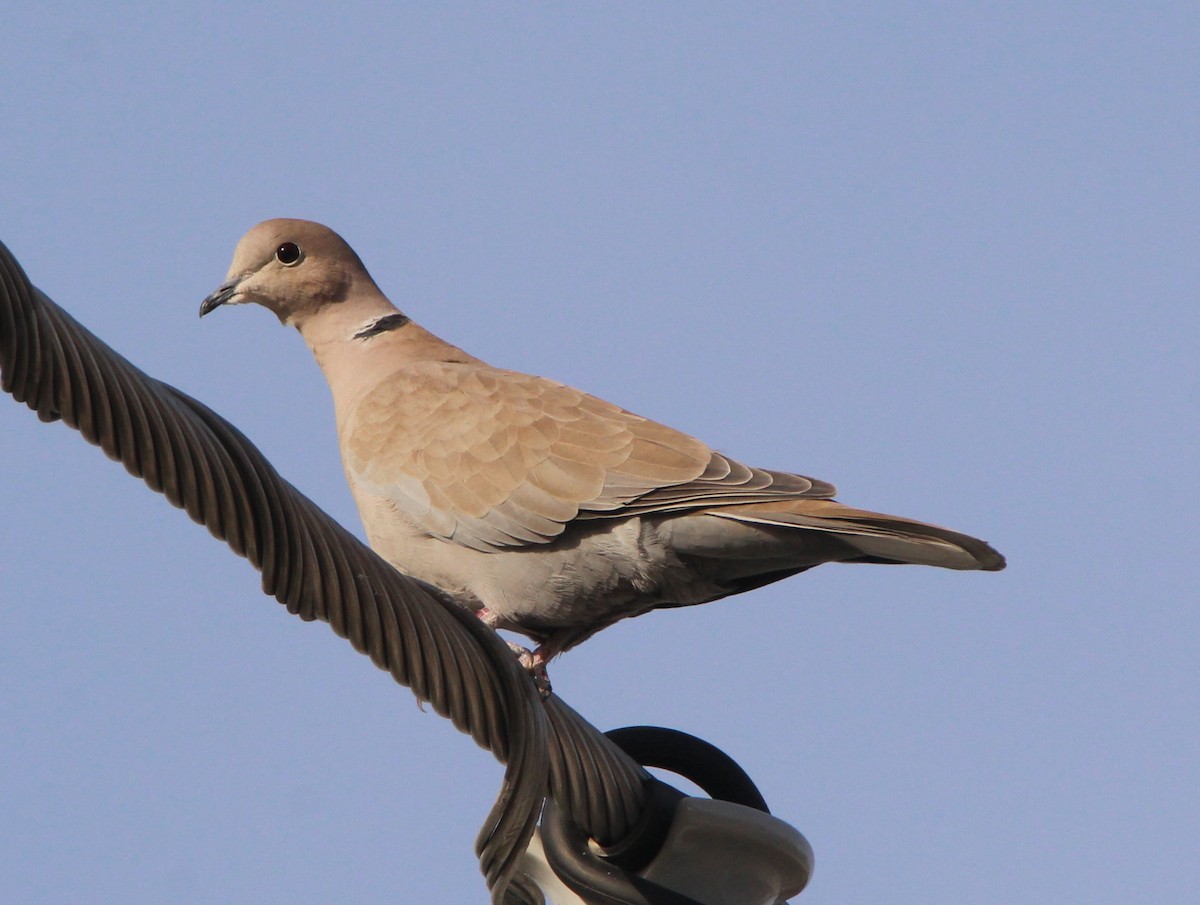 Eurasian Collared-Dove - Mark  Brown