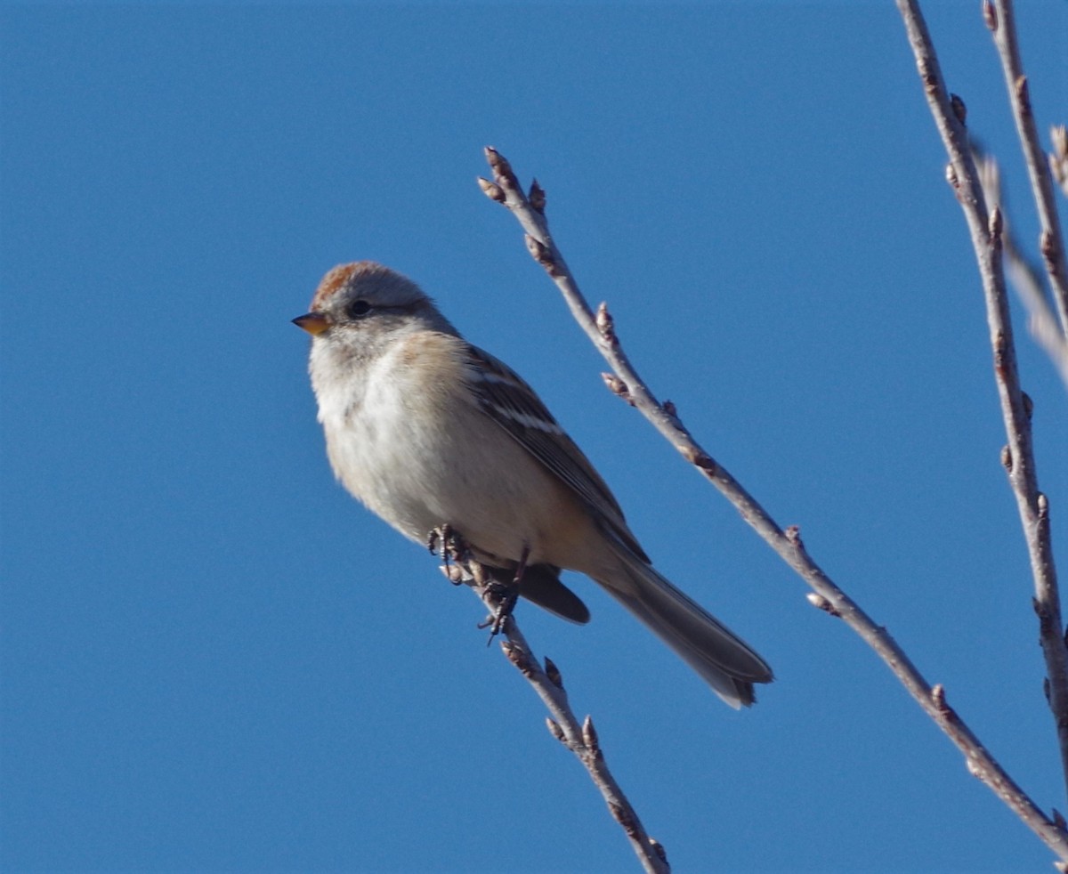American Tree Sparrow - Brenda Wright