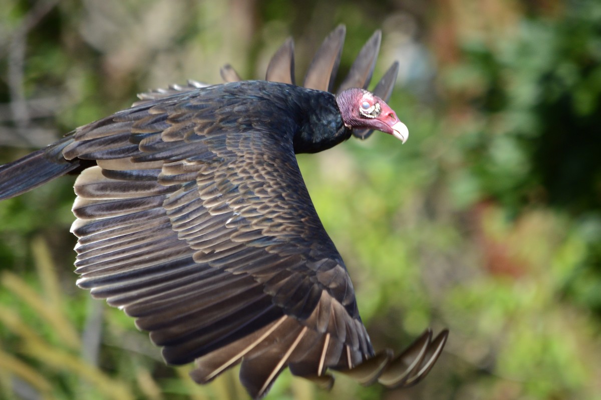 Turkey Vulture - ML76987681