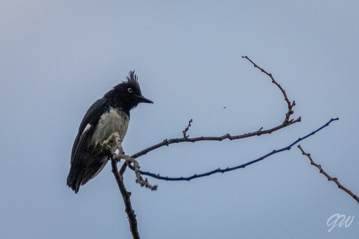 Black-and-white Shrike-flycatcher - Honza Grünwald
