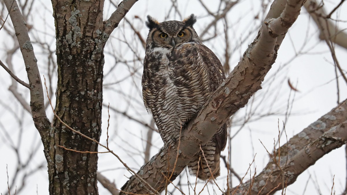 Great Horned Owl - ML76991451