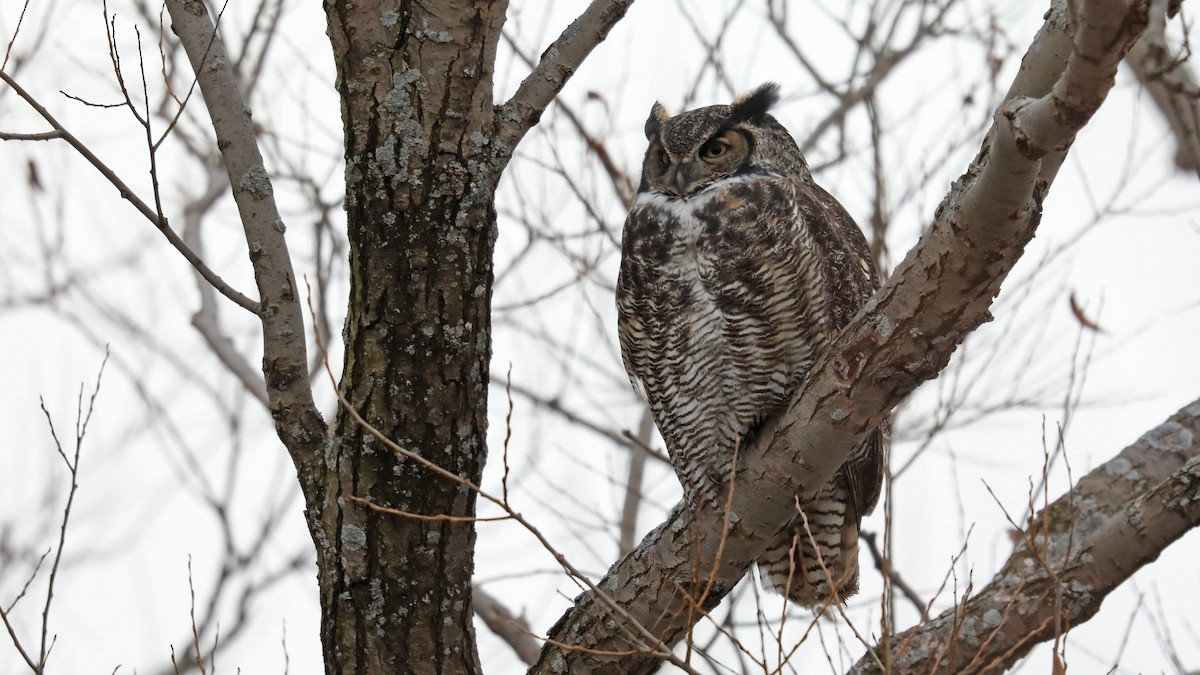 Great Horned Owl - ML76992291