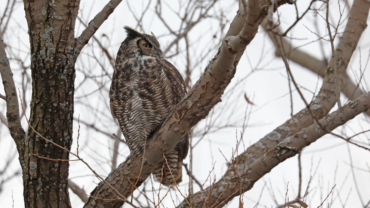 Great Horned Owl - ML76993201