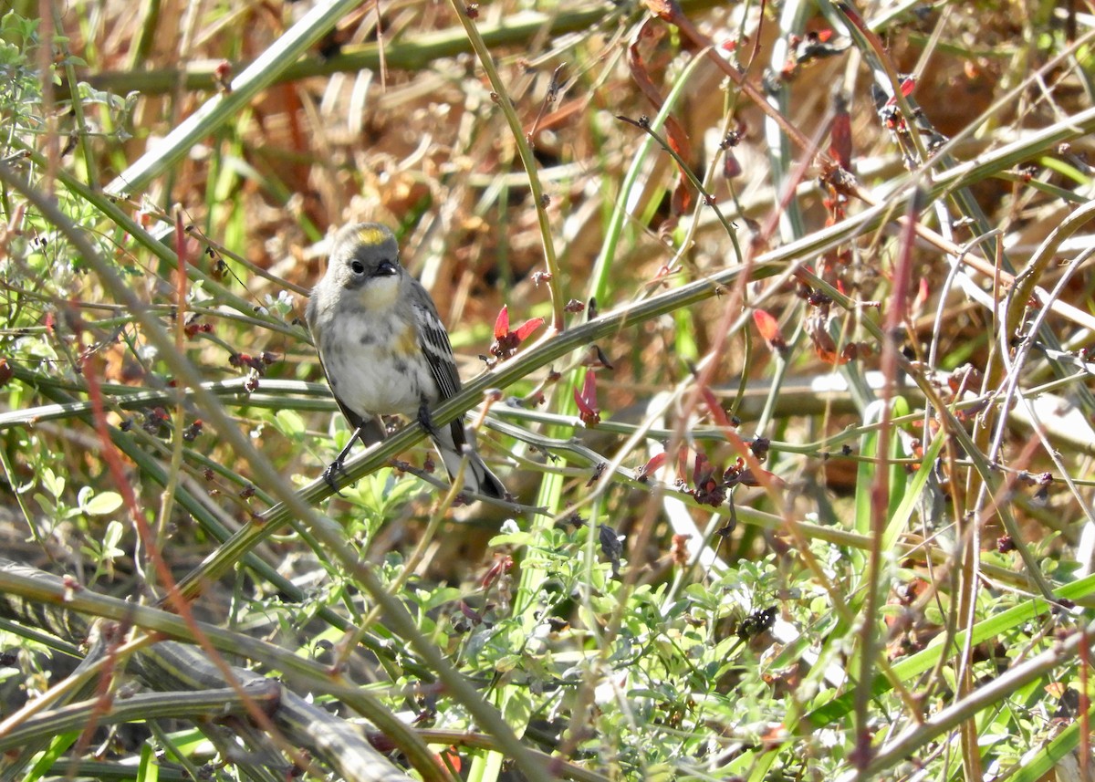 Yellow-rumped Warbler (Audubon's) - Yvonne Burch-Hartley