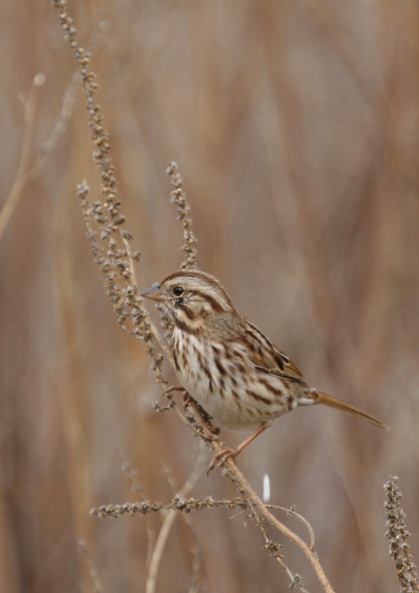 Song Sparrow - Emily Holcomb