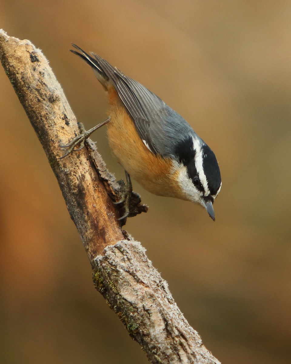 Red-breasted Nuthatch - Cullen Clark