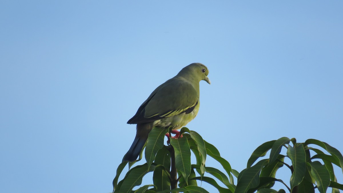 Pink-necked Green-Pigeon - John Lloyd