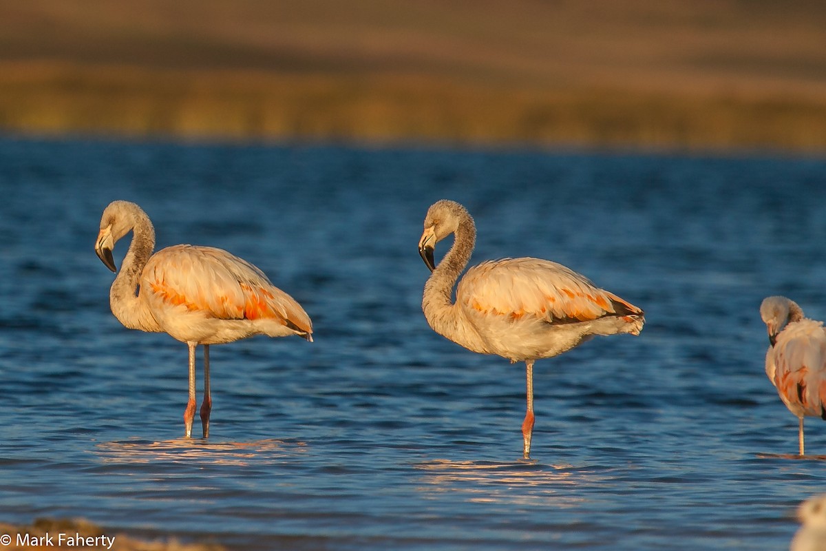Chilean Flamingo - ML76998711