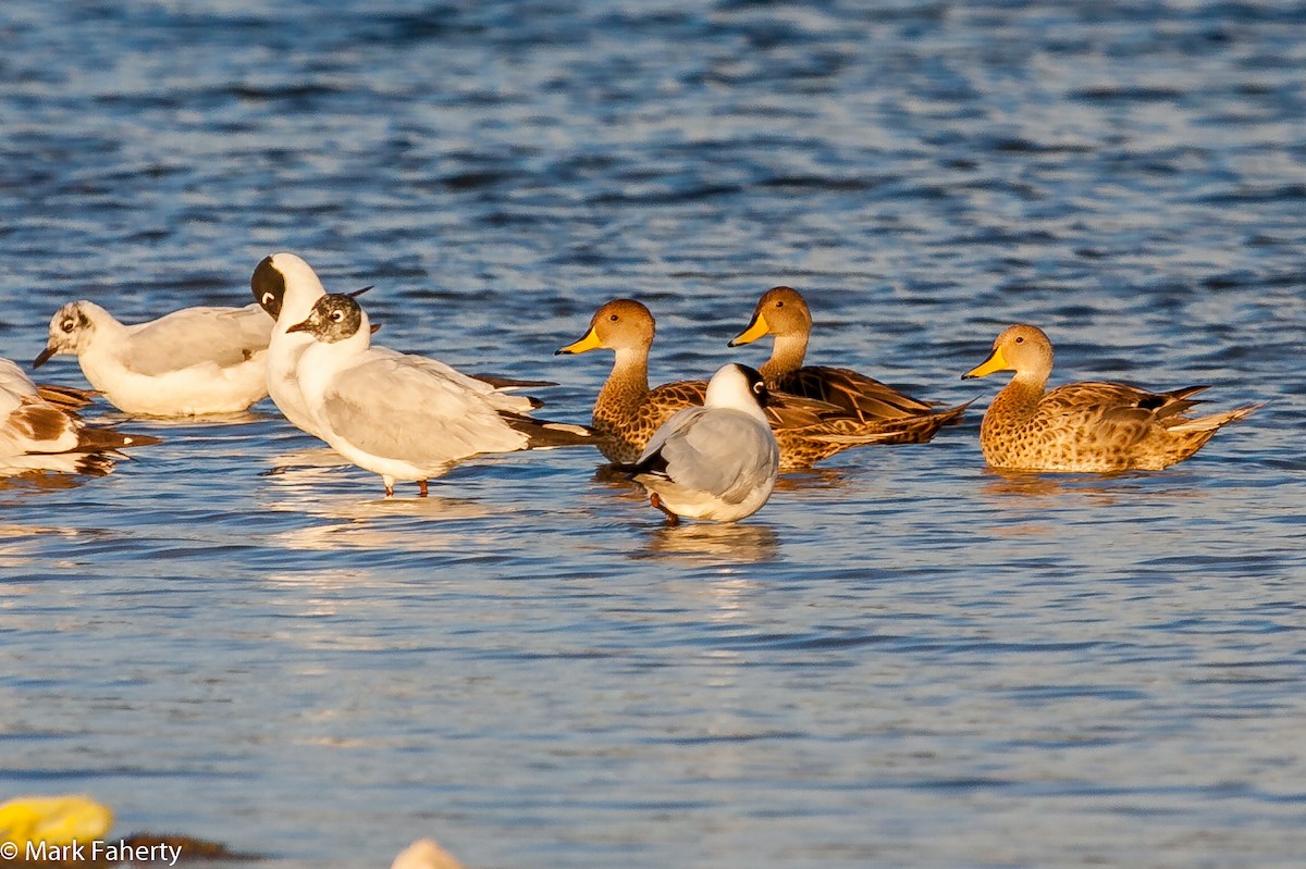 Yellow-billed Pintail - Mark Faherty