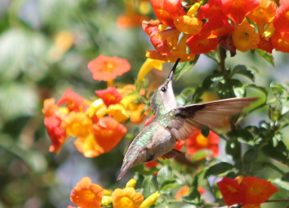 Ruby-throated Hummingbird - Mario Trejo