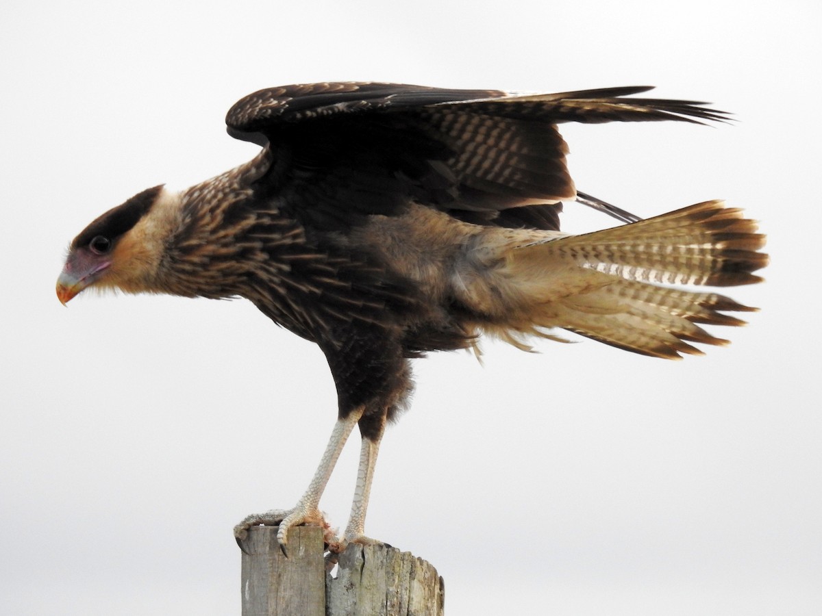 Crested Caracara (Southern) - Carlos Crocce