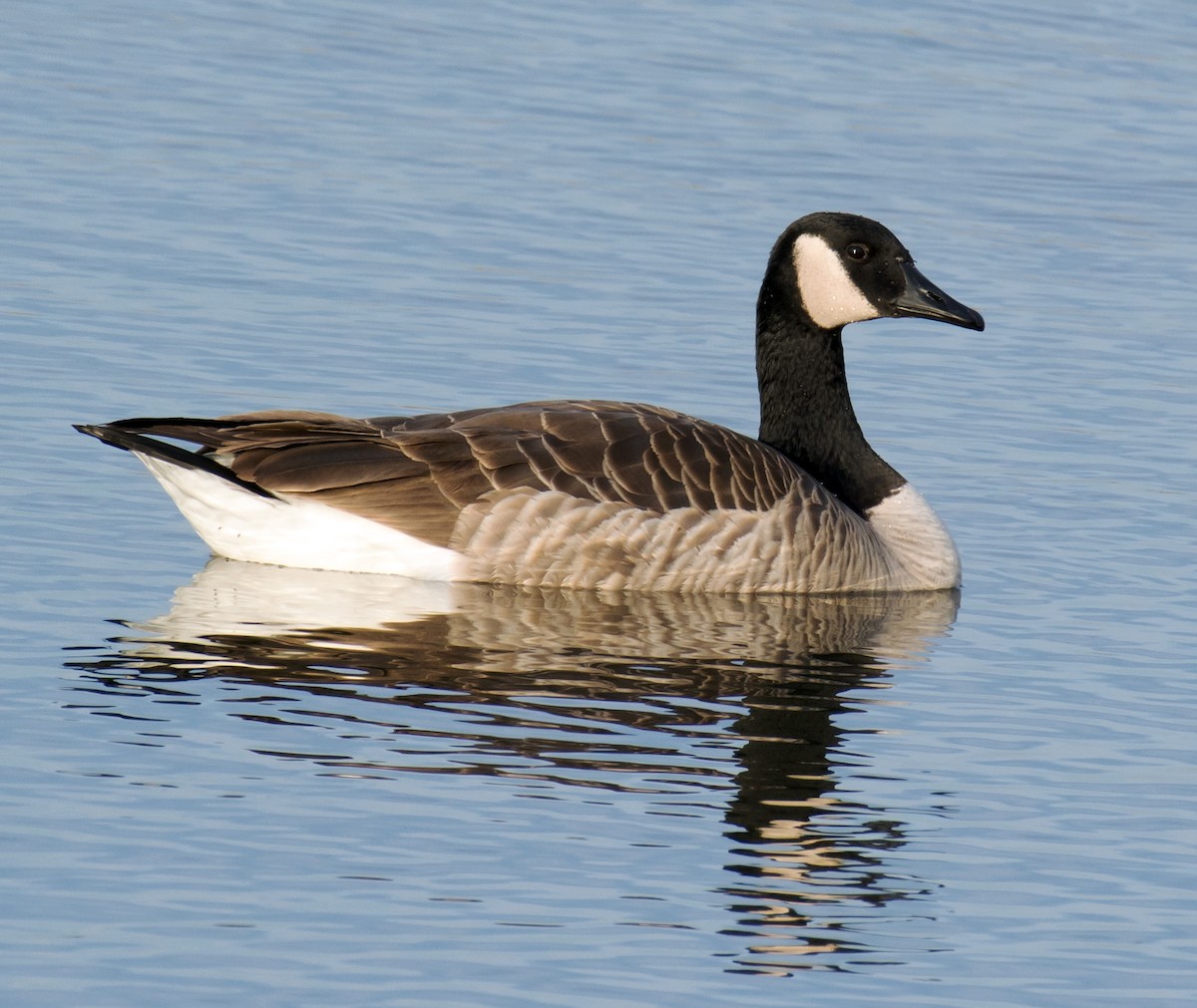 Canada Goose - Jack and Shirley Foreman
