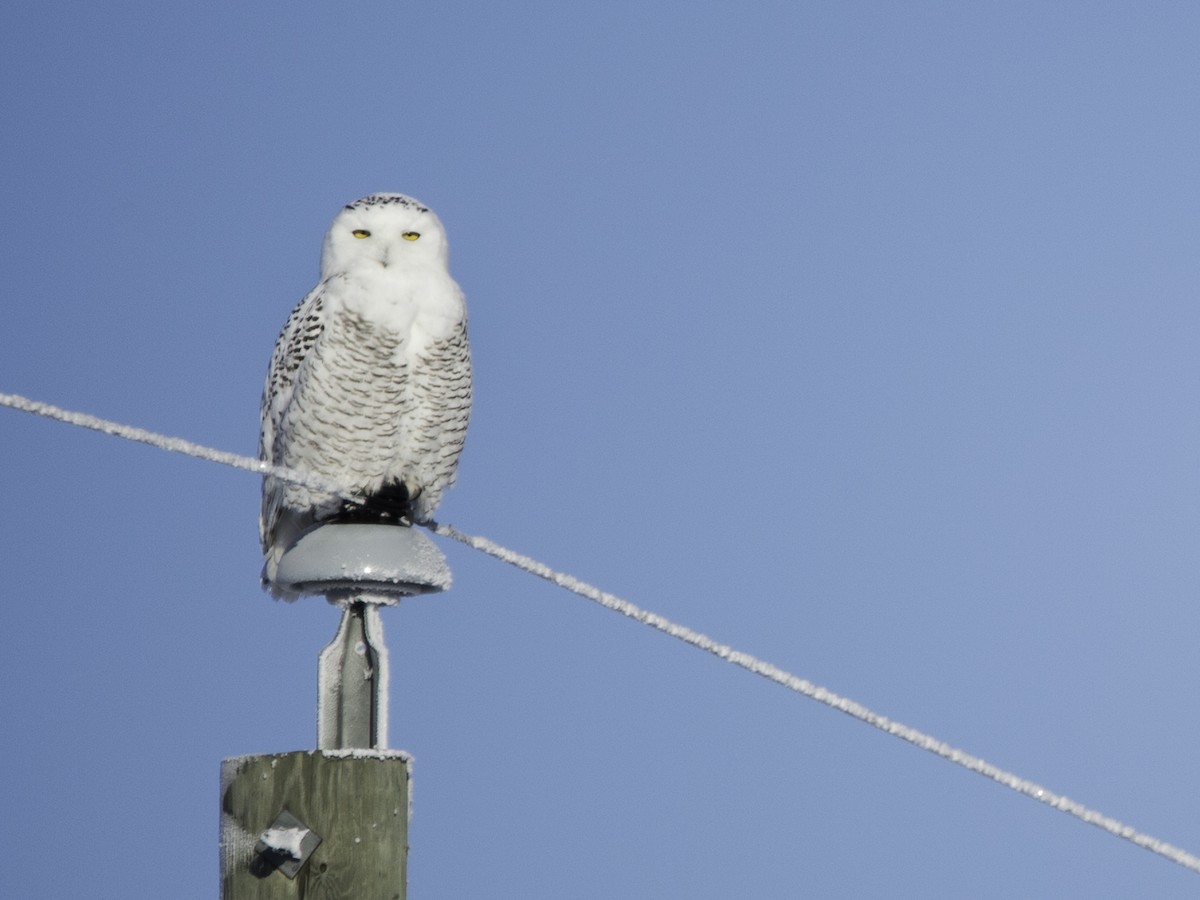 Snowy Owl - ML77001941