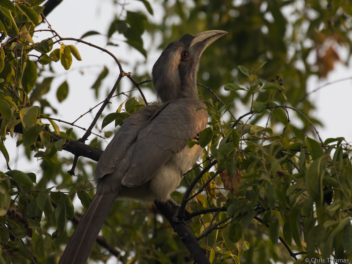 Indian Gray Hornbill - Chris Thomas