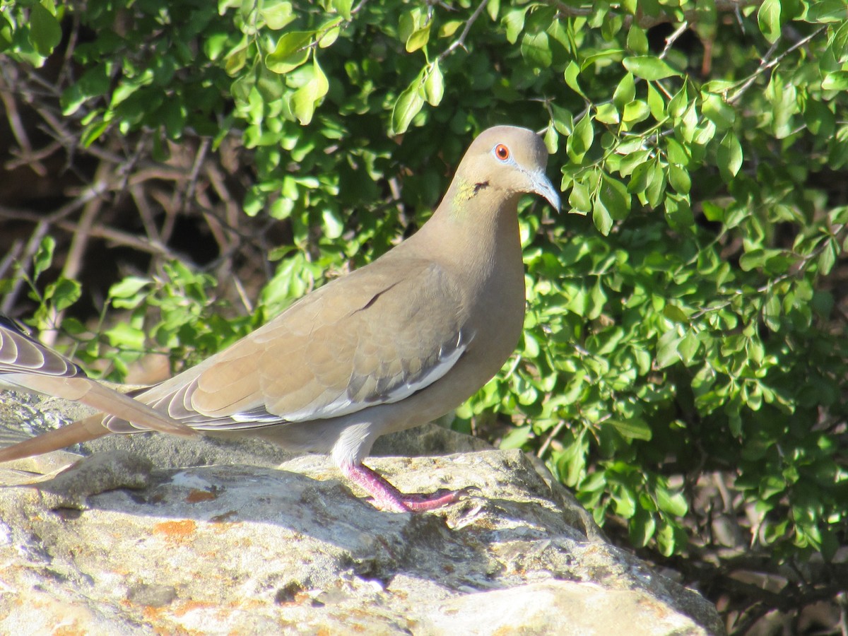 White-winged Dove - Chris Knight