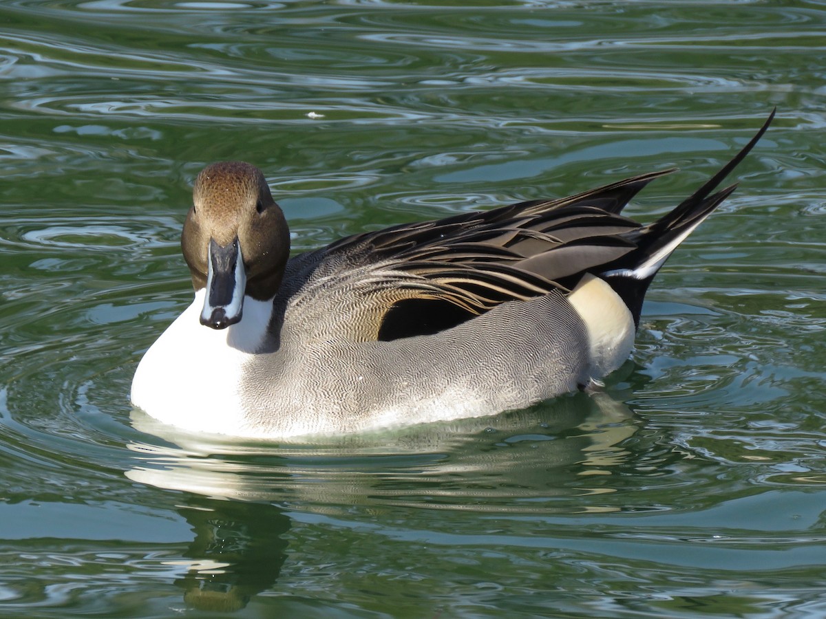 Northern Pintail - Eric Wier
