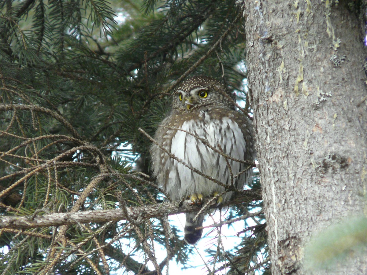 Northern Pygmy-Owl - ML77007701