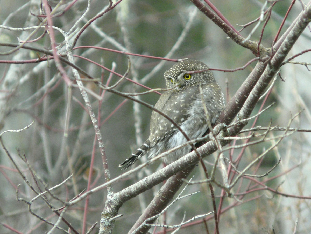 Northern Pygmy-Owl - ML77009191