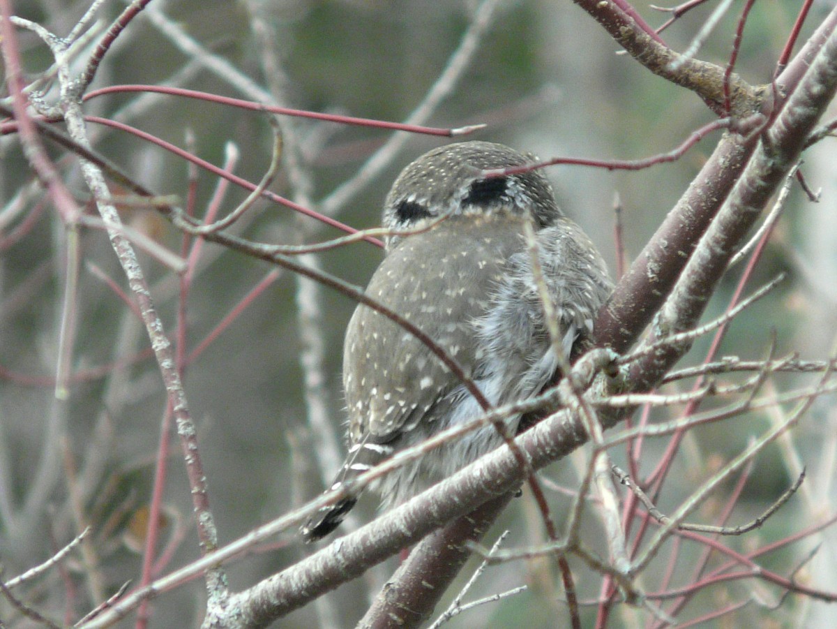 Northern Pygmy-Owl - ML77009311