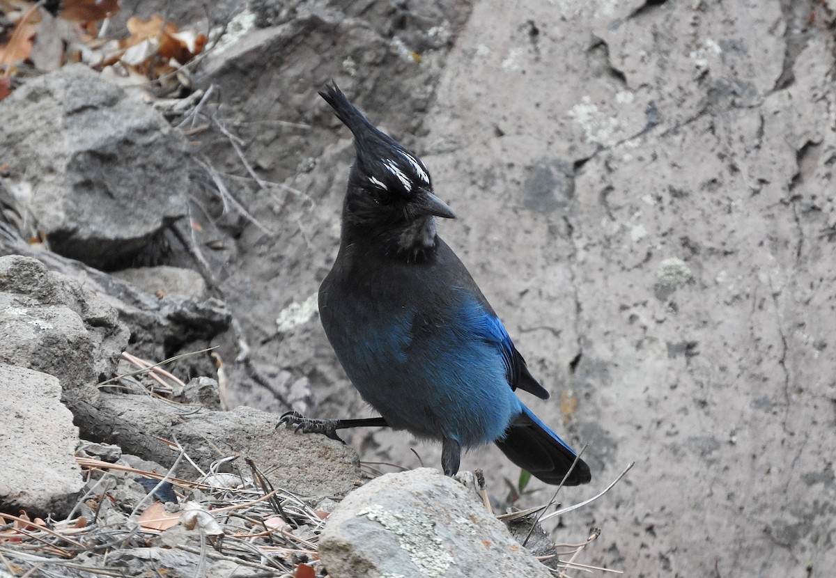 Steller's Jay - Mary Brown