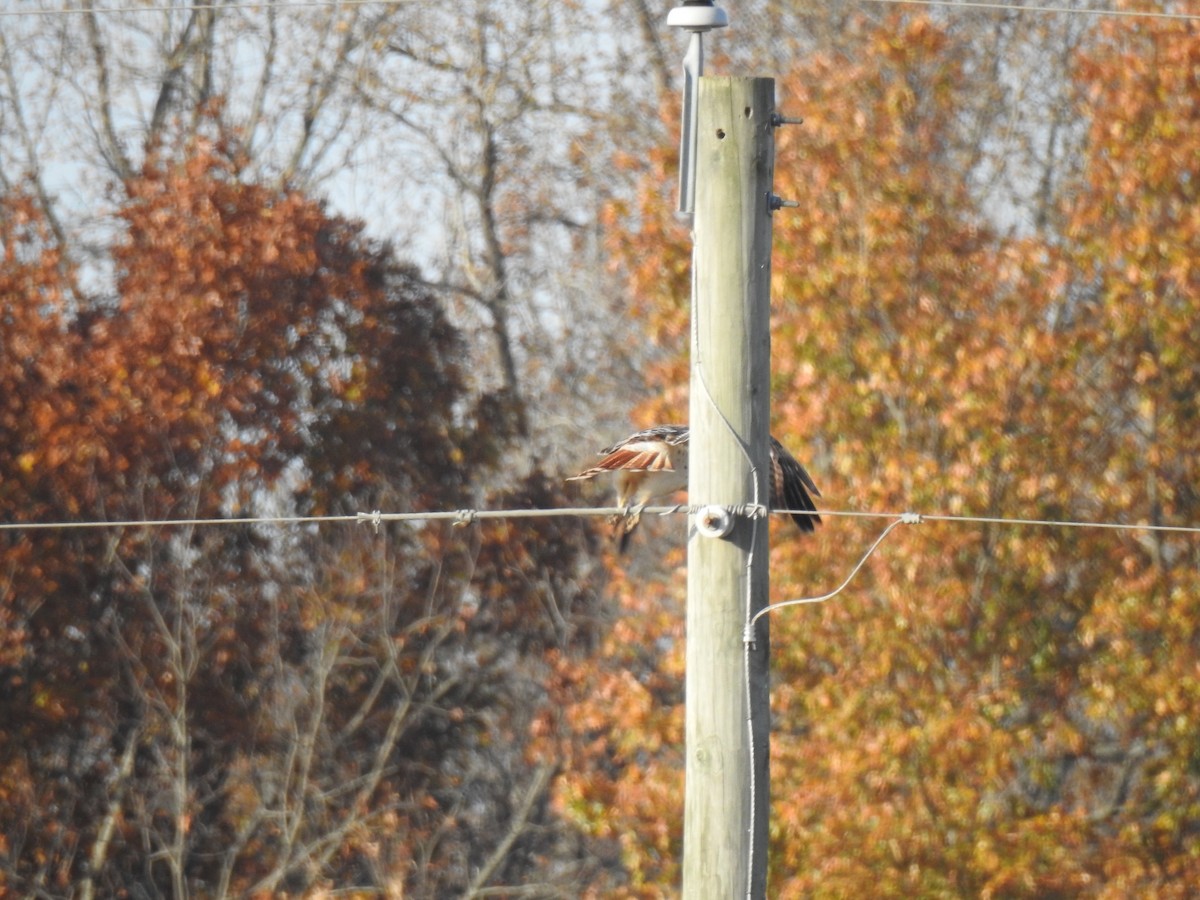 Red-tailed Hawk (Krider's) - ML77011101