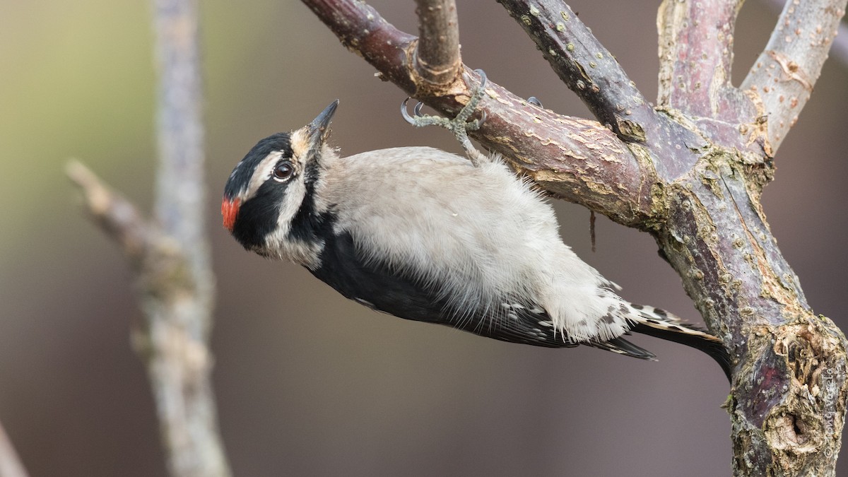 Downy Woodpecker - Tony V